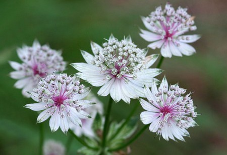 astrantia