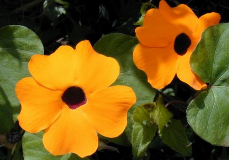 thunbergia