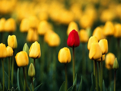 Linguaggio dei fiori: il Tulipano