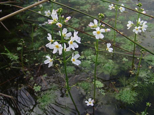 water violet fiori di bach