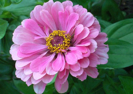 zinnia