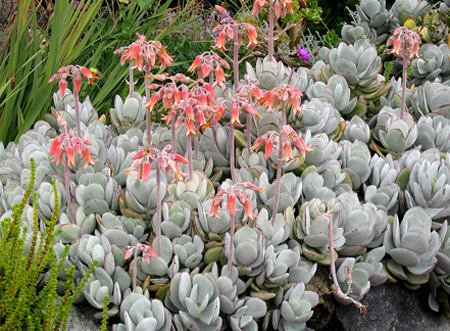 Cotyledon orbiculata