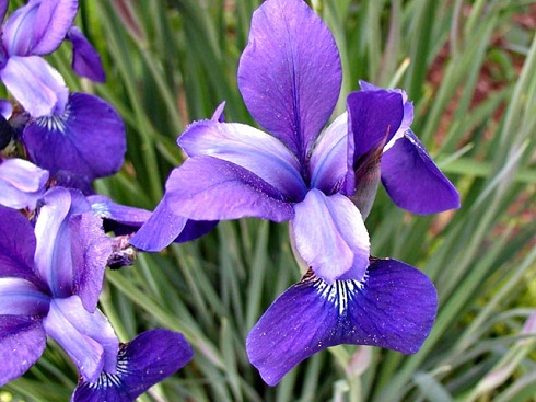 iris