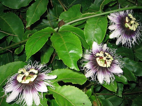 passiflora