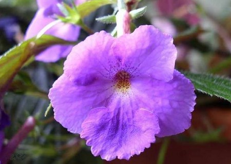 achimenes