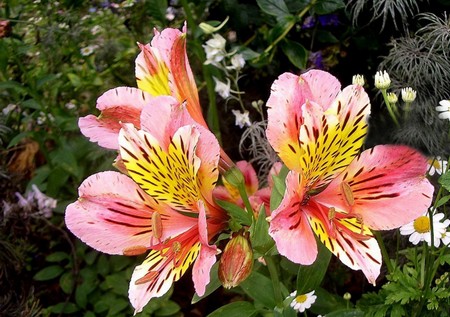 alstroemeria