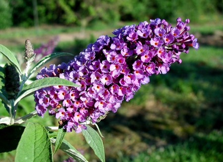 buddleja