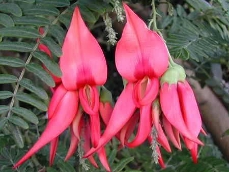 clianthus