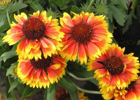 gaillardia