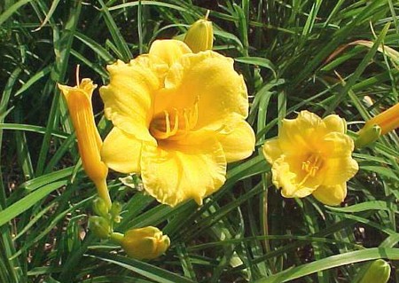 hemerocallis