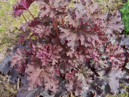 heuchera micrantha