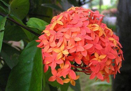 ixora