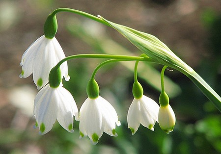 leucojum