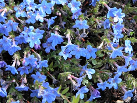 lithodora