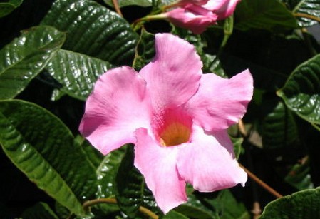 mandevilla