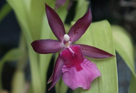 Miltonia, l'Orchidea del pensiero