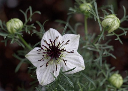 nigella