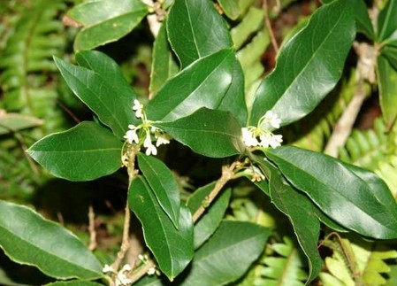 olea fragrans