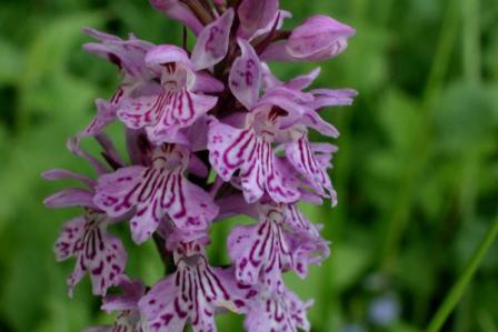 orchidea Dactylorhiza