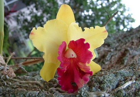 orchidea cattleya