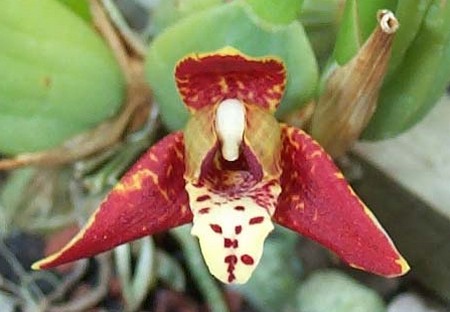 orchidea maxillaria