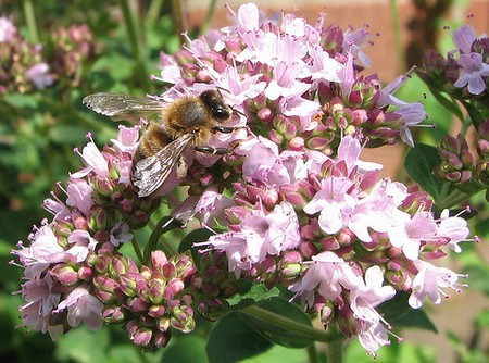 origanum vulgare