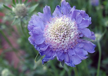 scabiosa