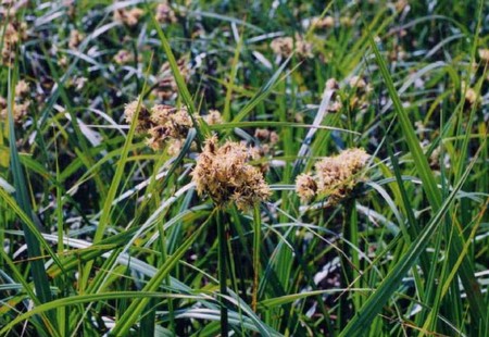 scirpus