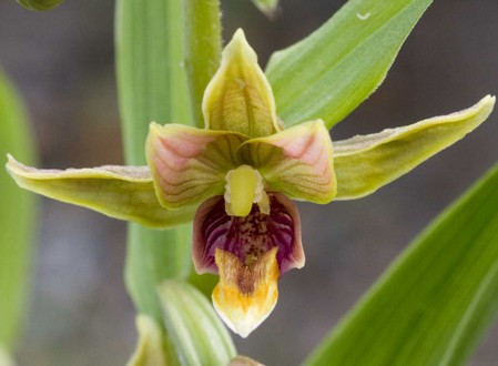 L'Orchidea Epipactis