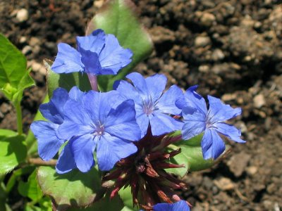 Flores-bach-CERATO-ceratostigma- willmottiana