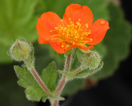 Geum coccineum