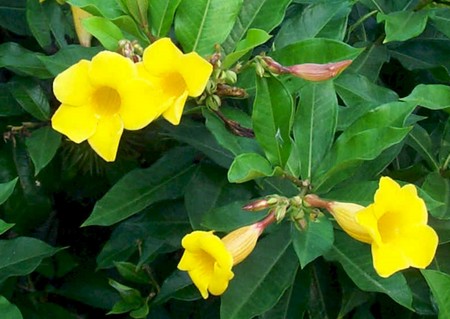 allamanda