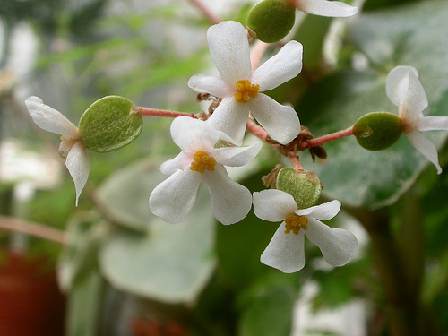 begonia