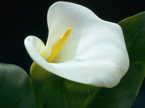 calla