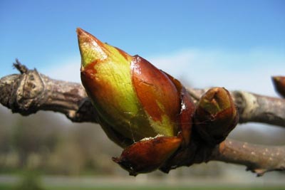 chestnut-bud