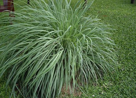 citronella