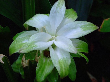 curcuma longa