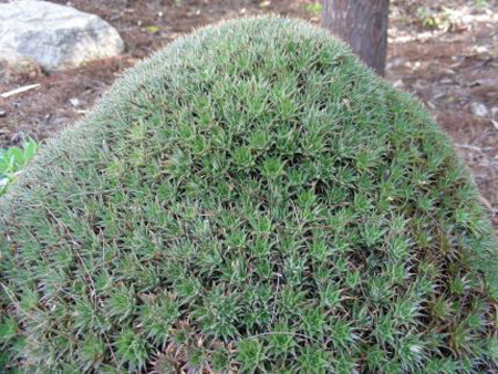 deuterocohnia