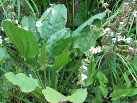 echinodorus