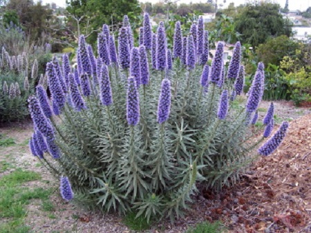 echium