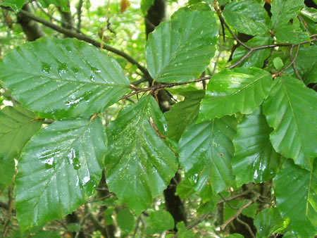 fagus-sylvatica-5