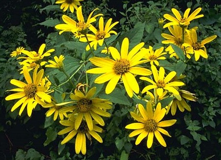 girasole tuberoso