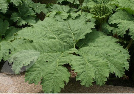 gunnera manicata