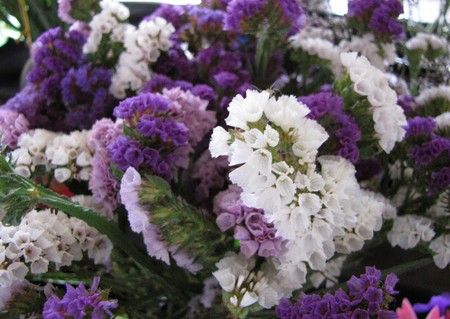 limonium