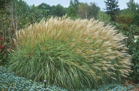 miscanthus