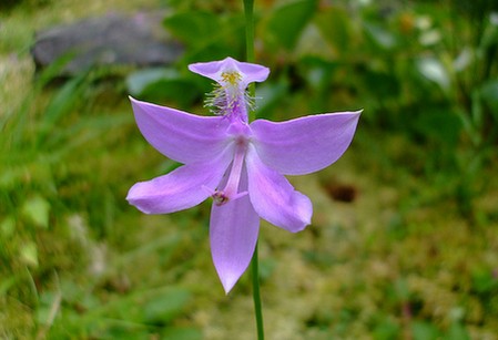 orchidea calopogon