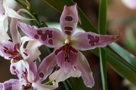 L'orchidea Cambria