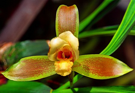 L'orchidea Lycaste