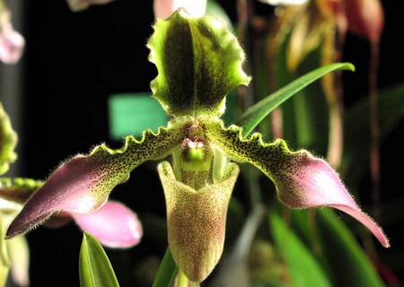 L'orchidea Paphiopedilum