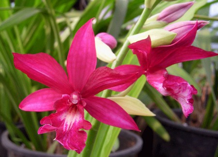 L'orchidea Phaius